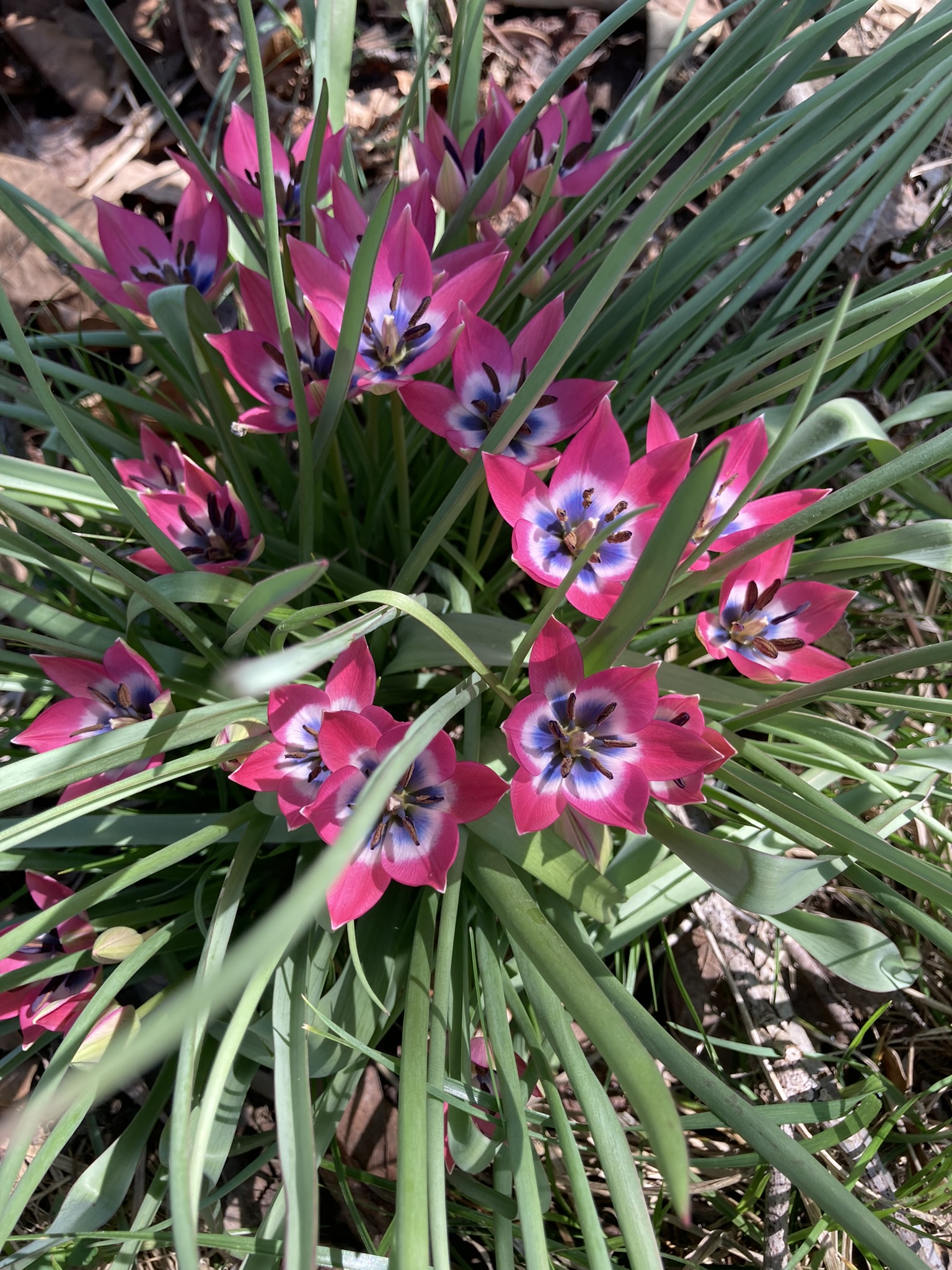 A photo of some rock lilies